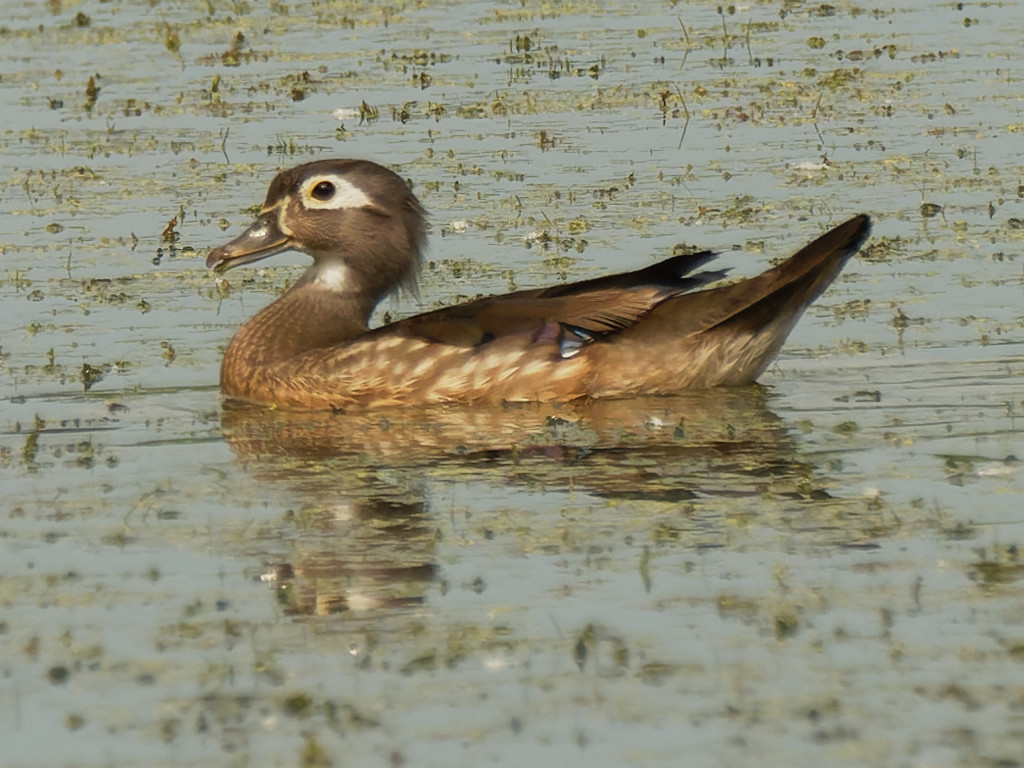 wood duck  by rminer