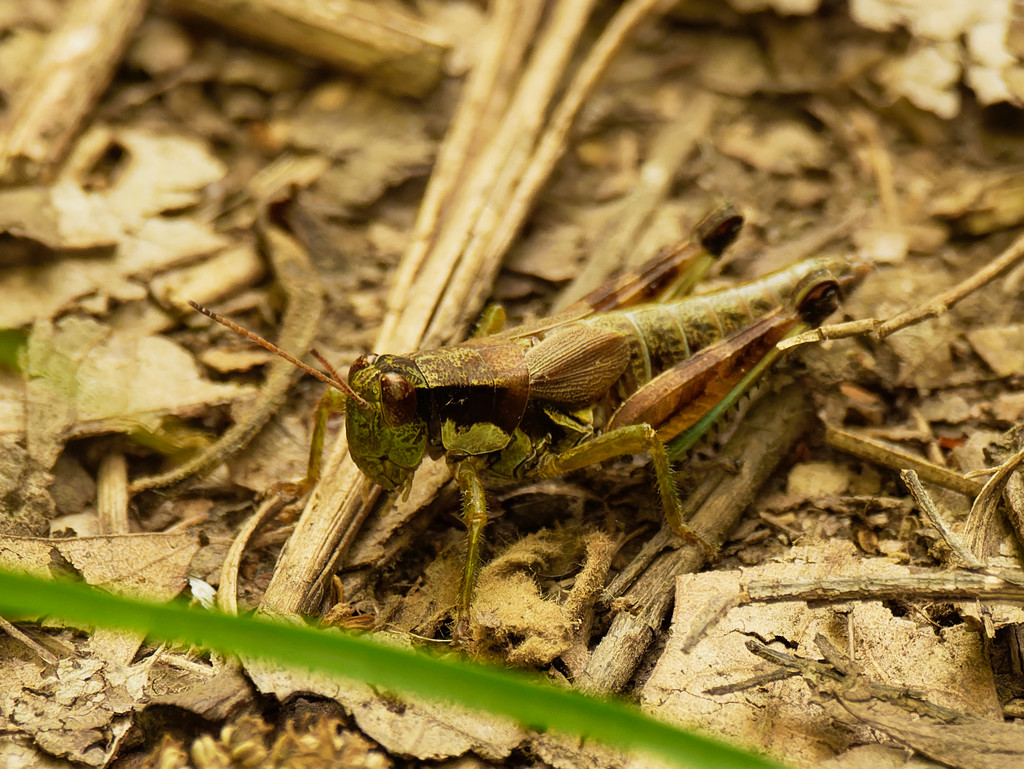 Green-legged grasshopper by rminer