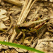 Green-legged grasshopper by rminer