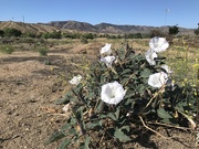 4th Jun 2021 - Desert Bloom