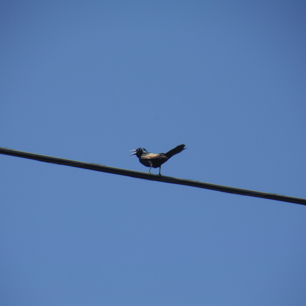 Bird on a Wire by spanishliz