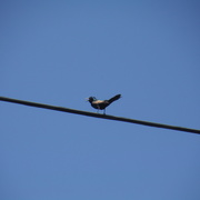 9th Jun 2021 - Bird on a Wire