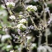Hawthorn and Lichen by nodrognai