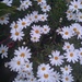 Daisies on my Terrace by moirab