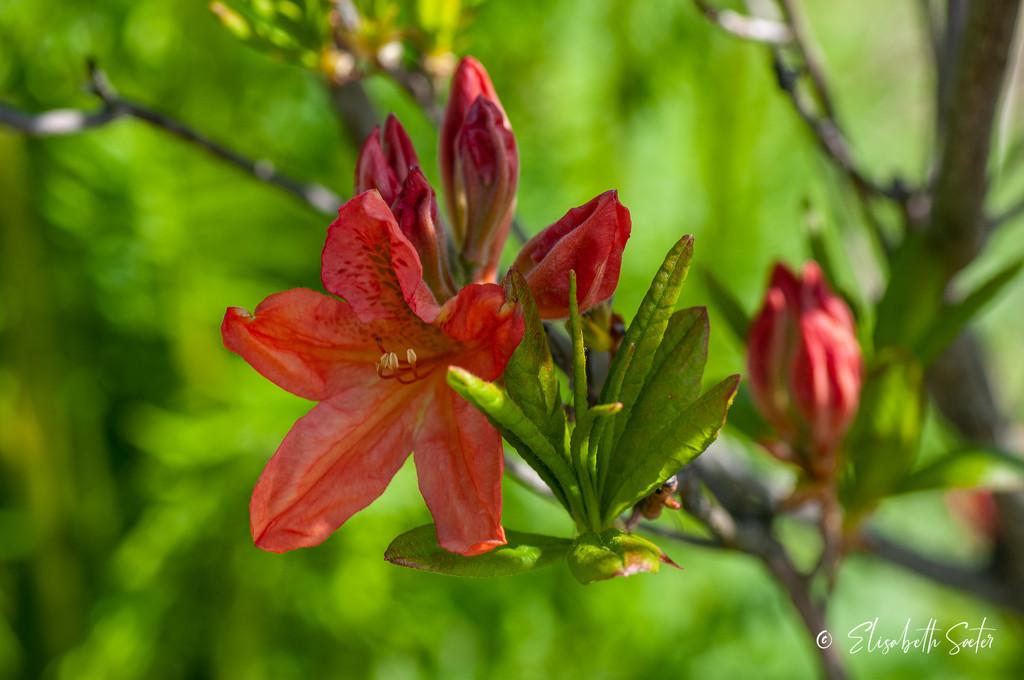 Red Rhododendron by elisasaeter