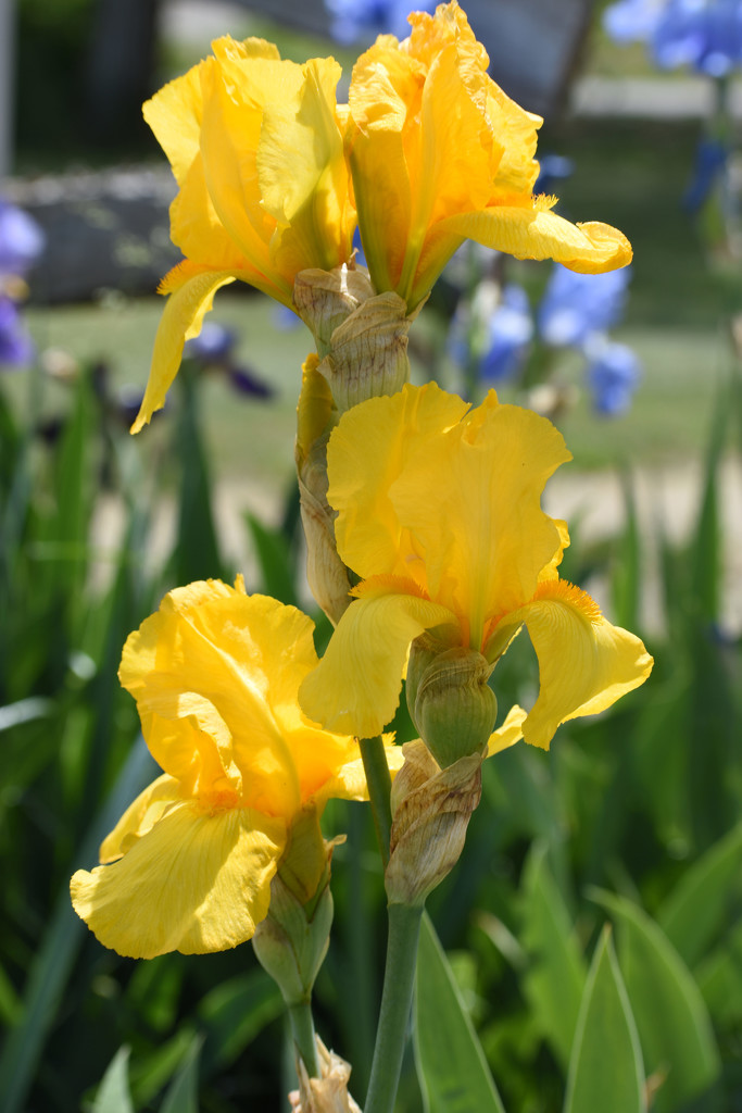 Yellow Iris by bjywamer