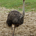 0603 Ostrich by bob65