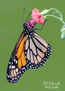 9th Jun 2021 - Monarch Butterfly