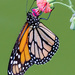 Monarch Butterfly by photographycrazy