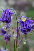 2nd Jun 2021 - Aquilegia and downy seeds.