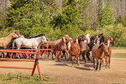 9th Jun 2021 - Here Come the Horses