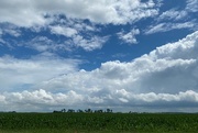 9th Jun 2021 - Indiana corn and clouds