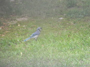 9th Jun 2021 - Blue Jay in Backyard