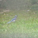Blue Jay in Backyard by sfeldphotos