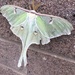 luna moth! by wiesnerbeth