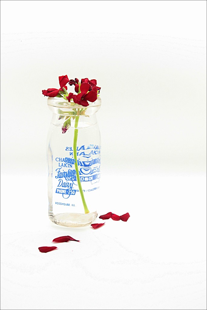 Geranium Flower in an Old Milk Bottle by olivetreeann