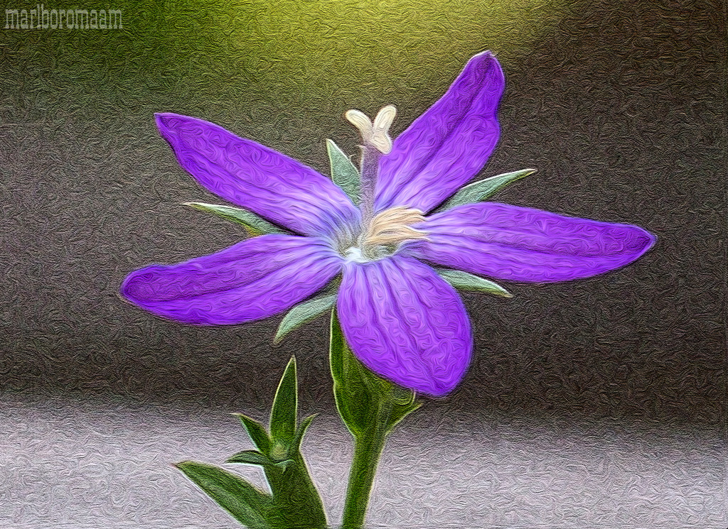 Wildflower... by marlboromaam
