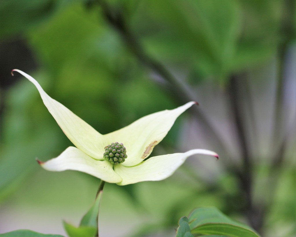 May 15: Dogwood by daisymiller