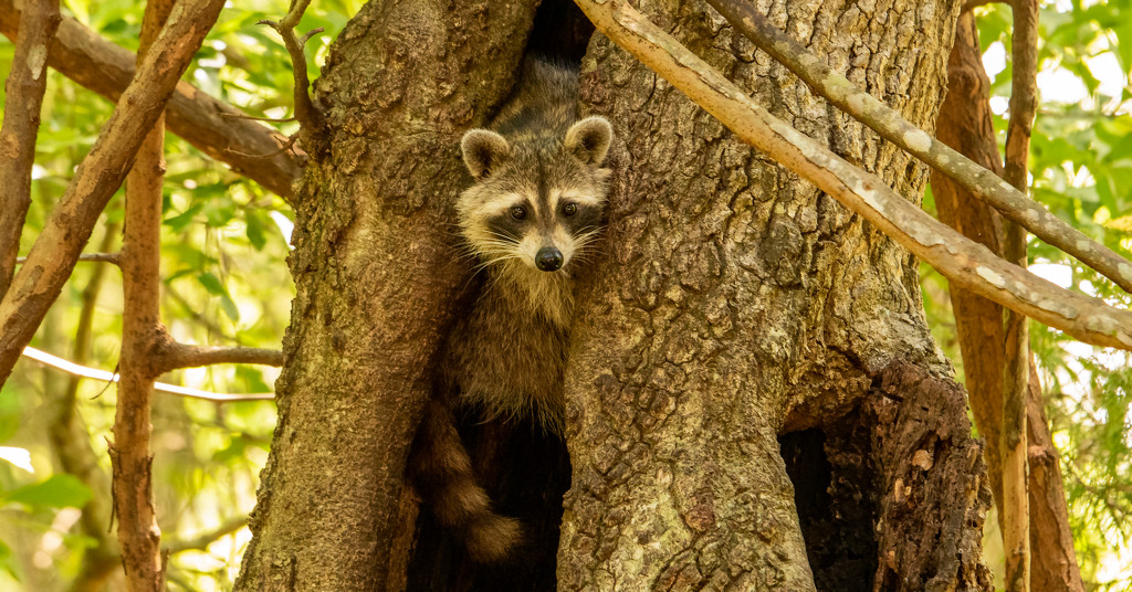Rocky Raccoon, Checking if the Path Was Clear! by rickster549