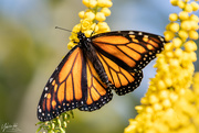 10th Jun 2021 - Monarch Butterfly