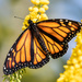 Monarch Butterfly by yorkshirekiwi