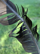9th Jun 2021 - ruffled feather