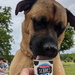 Doggy Ice Cream by bulldog