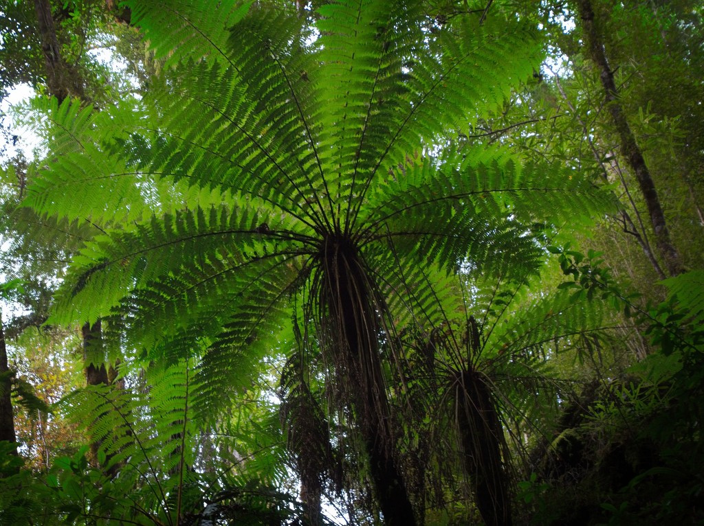 Tree fern by kiwinanna