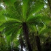 Tree fern by kiwinanna