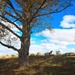Benched Tree  by kiwinanna
