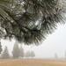 Hoar frost forest by kiwinanna