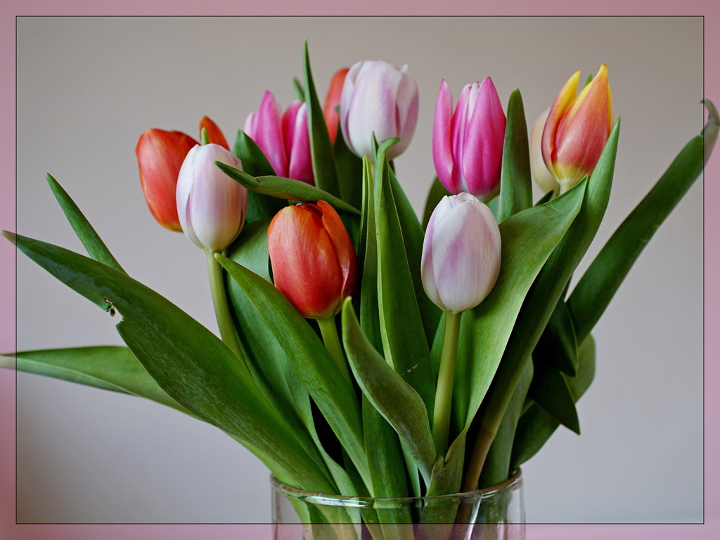 a glass vase of tulips... by quietpurplehaze