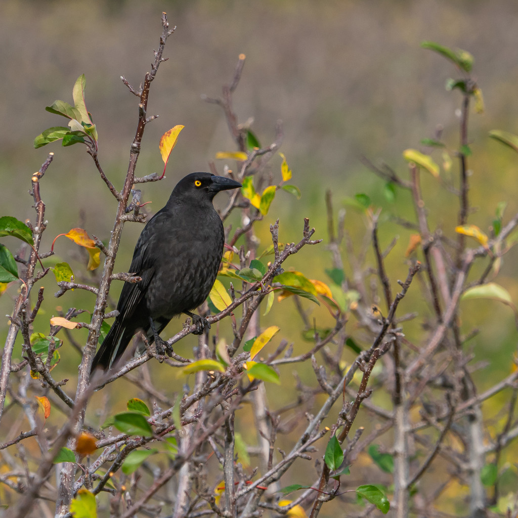 Black currawong by gosia