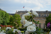 8th Jun 2021 - roses in Palais Royal garden