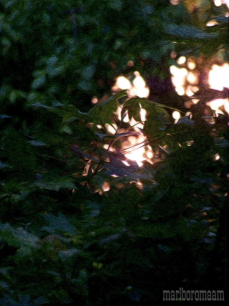 Sinking sun in the trees... by marlboromaam