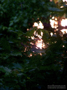 13th May 2021 - Sinking sun in the trees...