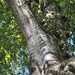 Birch tree by jacqbb