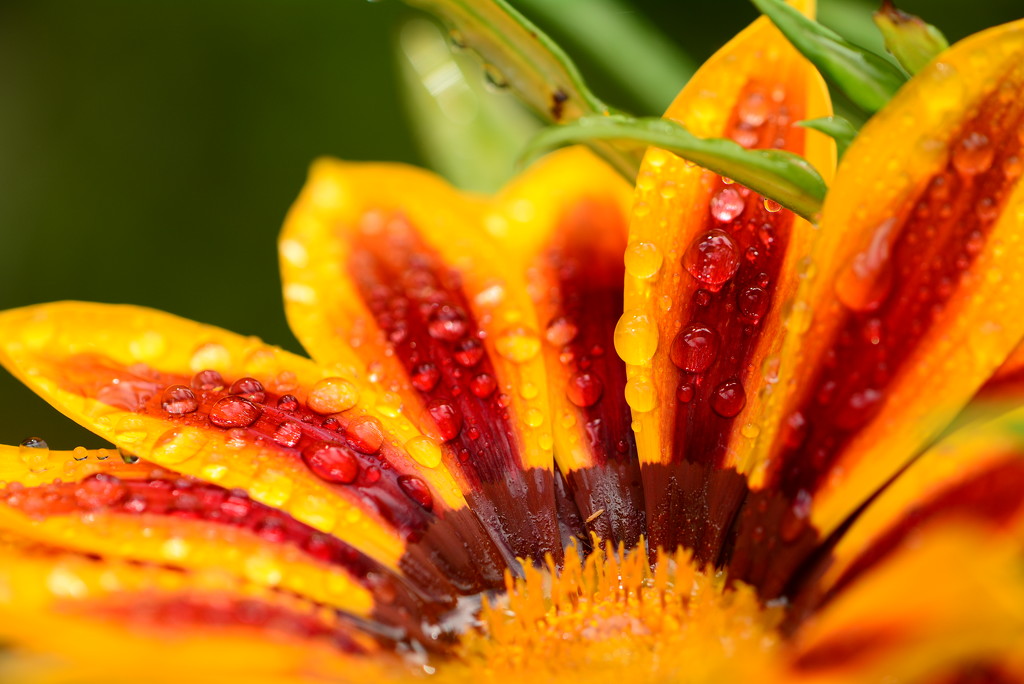 Gazania..... by ziggy77