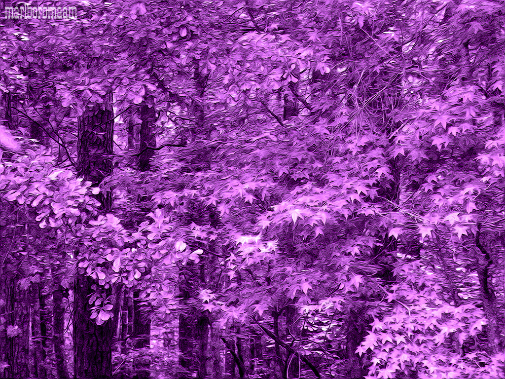 Purple trees... by marlboromaam