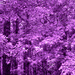 Purple trees... by marlboromaam