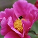 The Peony & the Bee by carole_sandford