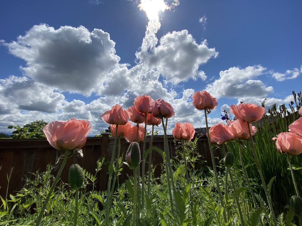 Mom’s Poppies  by clay88