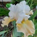 Champaign Iris by harbie