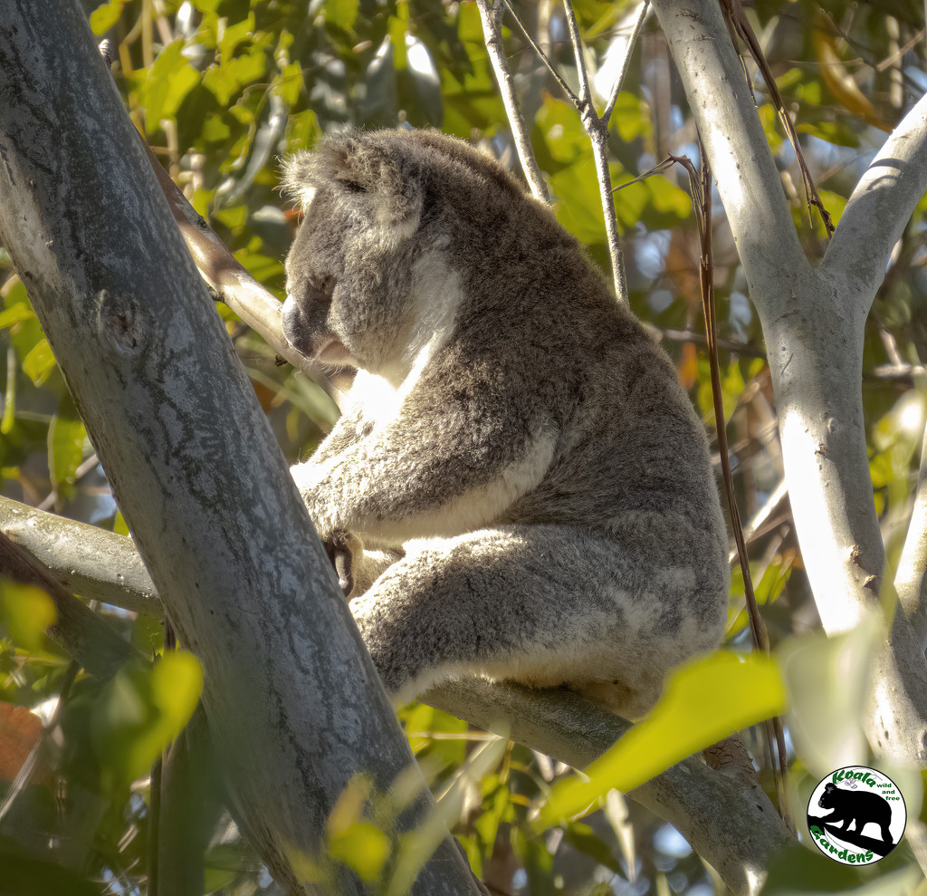 soaking up the morning sunshine by koalagardens