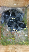 20th May 2021 - Six Baby Chickadees