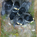 Six Baby Chickadees by stephomy