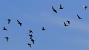 11th Jun 2021 - A Flock of Birds At The Lake ~     