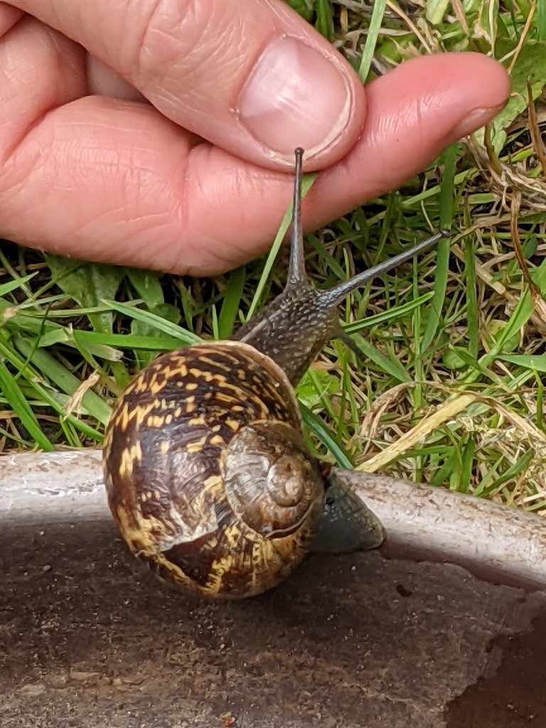 Friendly snail....garden variant! by yorkshirelady
