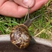 Friendly snail....garden variant! by yorkshirelady