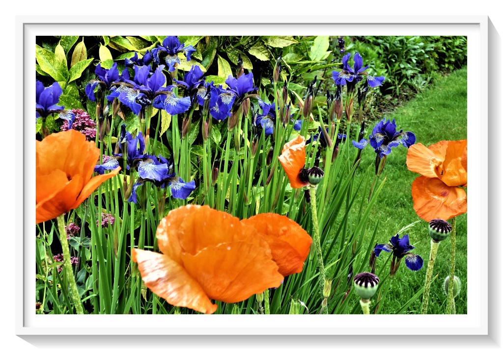 Iris and poppies by beryl